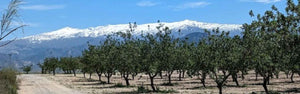 Gravel bike track running through almond groves with the Sierra Nevada mountains in the background, part of the guided bike ride on Hidden Tracks Cycling's Flamenco Gravel trip in April 2025