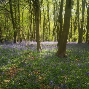 Spring beech woodland carpeted with bluebells bathed in bright spring sunshine as seen on a Hidden Tracks Cycling Guided bike ride.