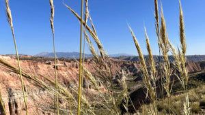 Tall grasses in the foreground with a scenic view of mountains and cliffs in the background.