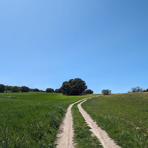 White gravel track running through lush green farmland, with a clear blue sky overhead, offering a scenic cycling route on Hidden Tracks Cycling's Flamenco Gravel trip