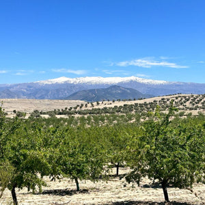 Snow-capped Sierra Nevada mountains in the distance, with olive groves in the foreground, part of the stunning landscape on Hidden Tracks Cycling's Flamenco Gravel trip