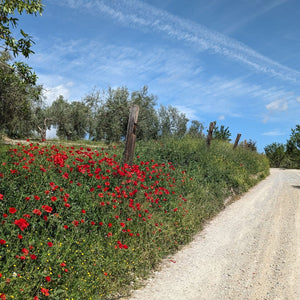 Gravel bike track lined with vibrant poppies alongside a white dusty path, capturing the beauty of rural Spain on Hidden Tracks Cycling's Flamenco Gravel trip
