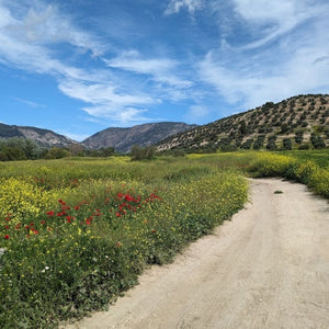 Gravel track running along a valley, flanked by wildflowers, on a scenic cycling route during Hidden Tracks Cycling's Flamenco Gravel trip in Spain