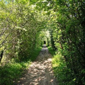 A tunnel of trees with new spring leaves on Kent's Pilgrim's Way as found on a Hidden Tracks Cycling Gravle bike ride.