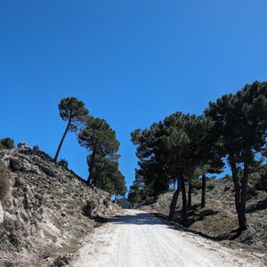 Shows a white gravel track running through a cutting flanked by pine trees - part of the Flamenco Gravel Tour organised by Hidden Tracks Cycling
