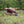 Load image into Gallery viewer, Cattle are seen in Epping Forest seen on one of Hidden Tracks Cycling’s off-road bike routes from London.