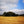 Load image into Gallery viewer, Corn field with a spinney in the distance as seen on Hidden Tracks Cycling’s Pilgrimage to St Albans Gravel bike route