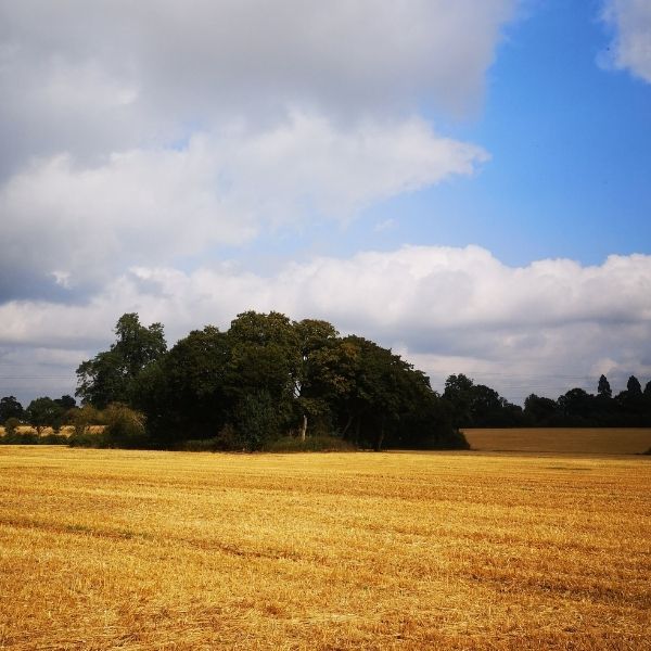 Corn field with a spinney in the distance as seen on Hidden Tracks Cycling’s Pilgrimage to St Albans Gravel bike route