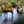 Load image into Gallery viewer, Deer in the Beverly Brook in Richmond Park as seen on the Womble Hunt bike ride one of Hidden Tracks Cycling collection of Bike routes around London