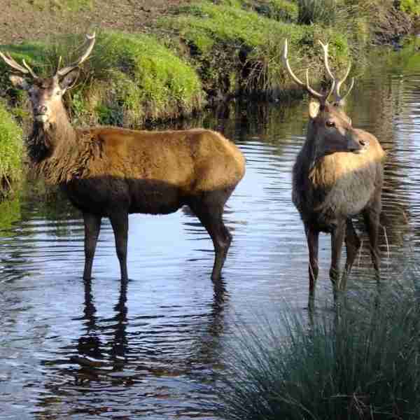 Deer in the Beverly Brook in Richmond Park as seen on the Womble Hunt bike ride one of Hidden Tracks Cycling collection of Bike routes around London