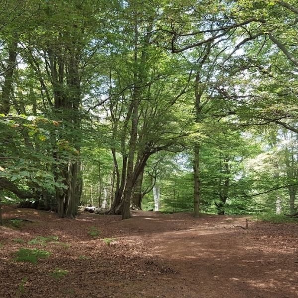 Summer glade in Epping forest on one of Hidden Tracks Cycling’s off-road bike routes from London.
