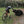 Load image into Gallery viewer, Tame cows near Fort Reigate as found on Hidden Tracks Fort Reigate GPX bike route.