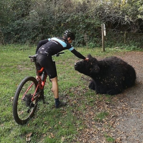 Tame cows near Fort Reigate as found on Hidden Tracks Fort Reigate GPX bike route.