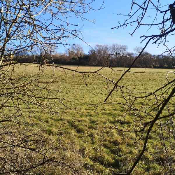 View of downland through a hedge