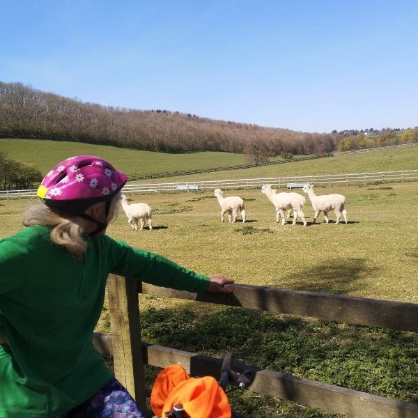 Gravel cyclist looking at Llamas in Surrey