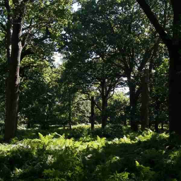 Wooded glade in Spring, as seen on the Womble Hunt bike ride one of Hidden Tracks Cycling collection of Bike routes around London