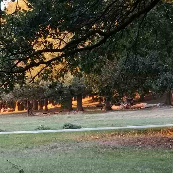 Approach to dark hill from Tamzin Train in Richmond Park