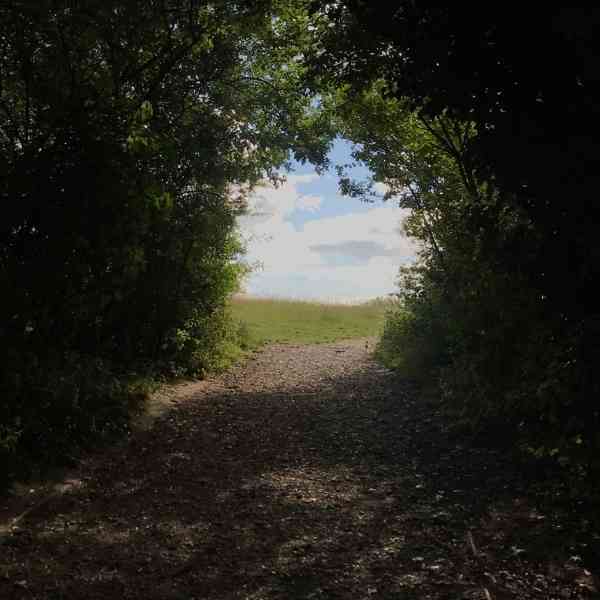 A gravel path leading from the woods on to the open chalk from Hidden tracks cycling 4 Commons GPX bike route