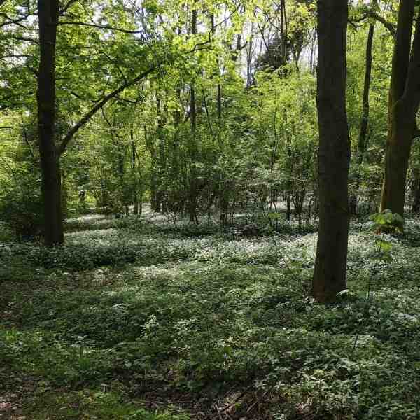 Springwood in bright sunlight