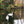 Load image into Gallery viewer, Swans on the Grand Union Canal on the Hidden Tracks Cycling Royal Windsor Gravel bike route
