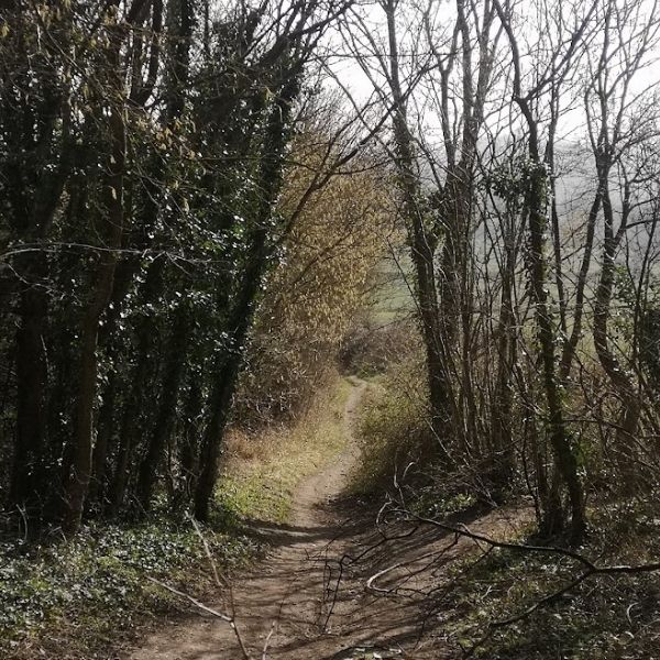 Winding single track trail on Hidden Tracks Cycling’s gravel bike route  exploring the Tillingbourne Valley in Surrey