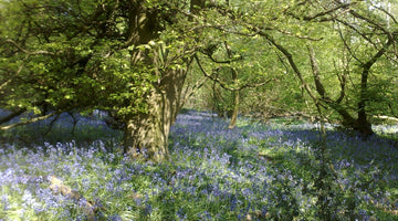 Bluebell woods seen on bike ride from Hidden tracks Cycling 