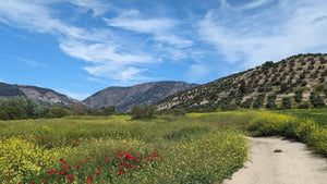 Scenic landscape with a gravel path  path, wildflowers, and mountains under the  blue sky of Andalucía 
