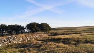 Open moorland of Bodmin moor with a small spinney of trees in the foreground as come across on Hidden Tracks Cycling's Wrecker ride 
