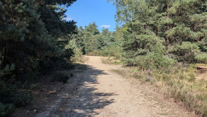 Wide sandy path through pine woodland under clear skies during the 360 Gravel event.