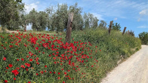 Red poppies along a gravel bike  path with trees and blue sky in the background