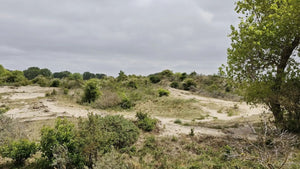 Sandy off-road trail weaving through heathland, reflecting the cyclocross origins of gravel cycling on the Landrace London to Brussels route.