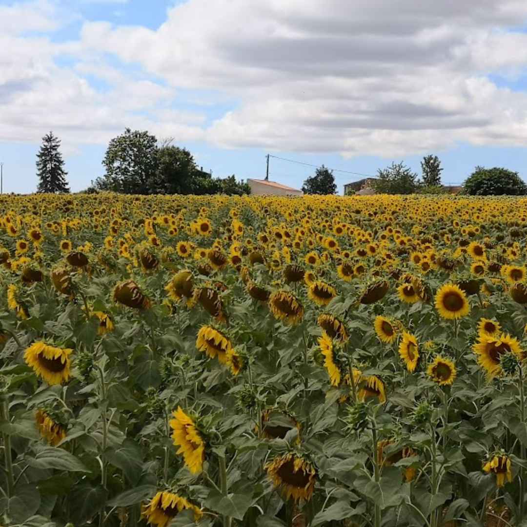 Sunflower fields on the L'Echappee gravel ultra route through northern France