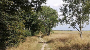 Winding dirt path through a forest with tall grass and trees on a cloudy day.