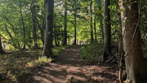 Forest path leading to a wooden gate, sunlight filtering through tall trees on the 360 Gravel route.
