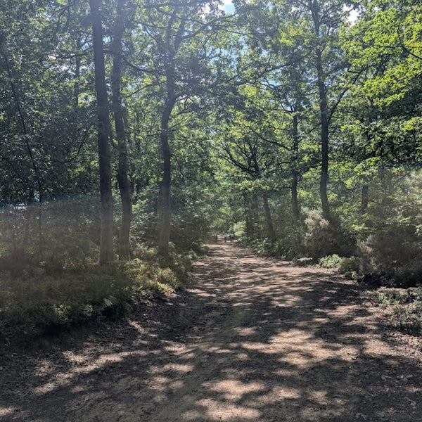Sun-dappled gravel track through woodland on the Brighton Bound route, with riders visible in the distance.