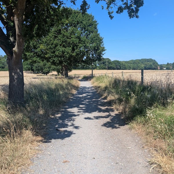 Gravel path between farmland and oak trees on the Brooklands GPX gravel bike route from London, Surrey.