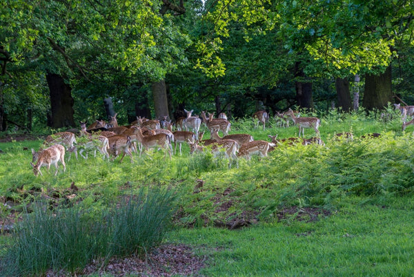 Richmond Park, London
