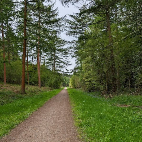 Wide gravel forestry track through mixed woodland on the Drover's Road to Winchester GPX route.