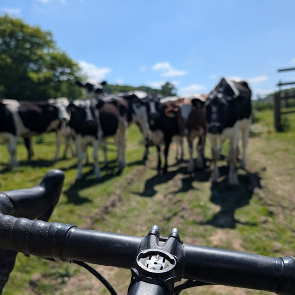 A herd of cows blocking a farm track, seen over the handlebars of a gravel bike, on The Runaway King route through Kent.