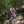 Load image into Gallery viewer, Riders on the Oxfordian GPX gravel bike route from London to Oxford, following a wooded bridleway through the Chilterns.
