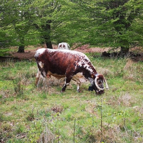 Cattle are seen in Epping Forest seen on one of Hidden Tracks Cycling’s off-road bike routes from London.