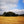 Load image into Gallery viewer, Corn field with a spinney in the distance as seen on Hidden Tracks Cycling’s Pilgrimage to St Albans Gravel bike route
