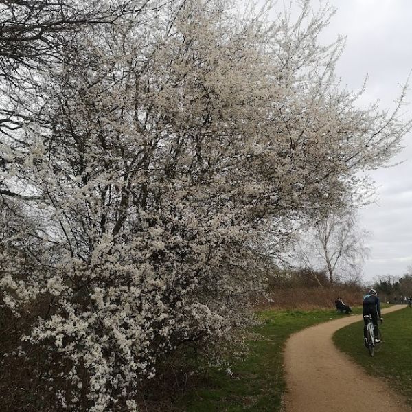 Spring blossom seen on Hidden Tracks Cycling Ophelia gravel bike ride 