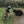 Load image into Gallery viewer, Tame cows near Fort Reigate as found on Hidden Tracks Fort Reigate GPX bike route. 
