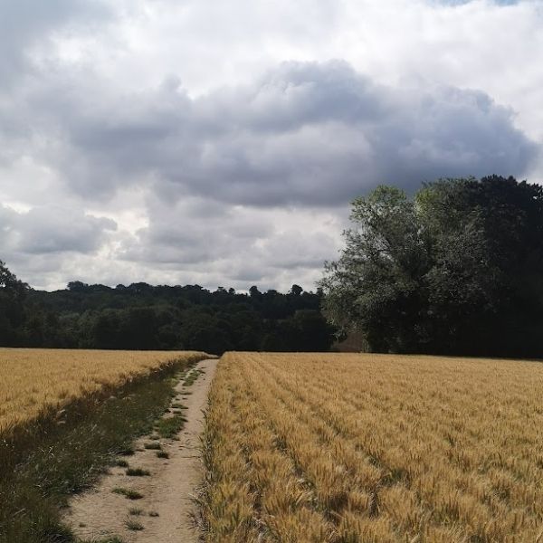 Path cutting through a golden cornfield on Hidden Tracks Cycling’s off-road bike Pilgrimage routes from London to Rochester.