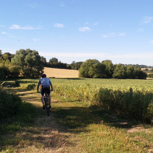 Solo cyclist riding on th4e margins of a bean field in Summer 