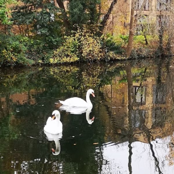 Swans on the Grand Union Canal on the Hidden Tracks Cycling Royal Windsor Gravel bike route