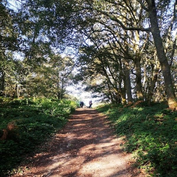 Walkers in the woodlands  on Hidden Tracks Cycling’s off-road bike exploring the Tillingbourne Valley in Surrey 
